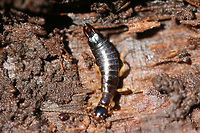 African Earwig (Euborellia cincticollis) Arp, you may have to confirm the ID on this one!<br />
<br />
On the underside of a rotting log in a backyard habitat. It was desperately trying to escape me, so I only got a couple of shots!<br />
https://www.jungledragon.com/image/72786/ring-legged_earwig_euborellia_annulipes.html African Earwig,African earwig,Anisolabididae,Carcinophorinae,Dermaptera,Euborellia,Euborellia cincticollis,Geotagged,United States,Winter,earwig,earwigs,insect,insecta