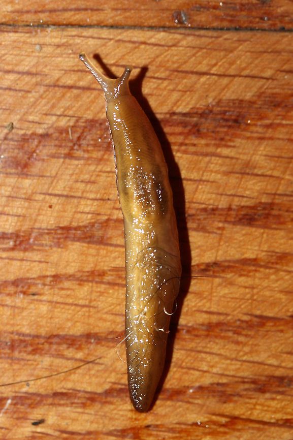 Ambigolimax valentianus This pretty slug was slinking across my living room floor in a residential area in Gordon County, Georgia, US. January 11, 2019. Any ID help is much appreciated!<br />
<figure class="photo"><a href="https://www.jungledragon.com/image/72818/ambigolimax_valentianus.html" title="Ambigolimax valentianus"><img src="https://s3.amazonaws.com/media.jungledragon.com/images/3231/72818_thumb.jpg?AWSAccessKeyId=05GMT0V3GWVNE7GGM1R2&Expires=1759968010&Signature=n6aQ7cMXi6taY6DglAMCaJu0nuU%3D" width="102" height="152" alt="Ambigolimax valentianus This pretty slug was slinking across my living room floor in a residential area in Gordon County, Georgia, US. January 11, 2019. Any ID help is much appreciated!<br />
https://www.jungledragon.com/image/72817/slug.html Ambigolimax valentianus,Geotagged,Marsh slug,United States,Winter" /></a></figure> Ambigolimax valentianus,Geotagged,Marsh slug,United States,Winter