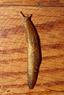 Ambigolimax valentianus This pretty slug was slinking across my living room floor in a residential area in Gordon County, Georgia, US. January 11, 2019. Any ID help is much appreciated!
https://www.jungledragon.com/image/72818/slug.html Ambigolimax valentianus,Geotagged,Marsh slug,United States,Winter