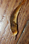 Ambigolimax valentianus This pretty slug was slinking across my living room floor in a residential area in Gordon County, Georgia, US. January 11, 2019. Any ID help is much appreciated!<br />
https://www.jungledragon.com/image/72817/slug.html Ambigolimax valentianus,Geotagged,Marsh slug,United States,Winter