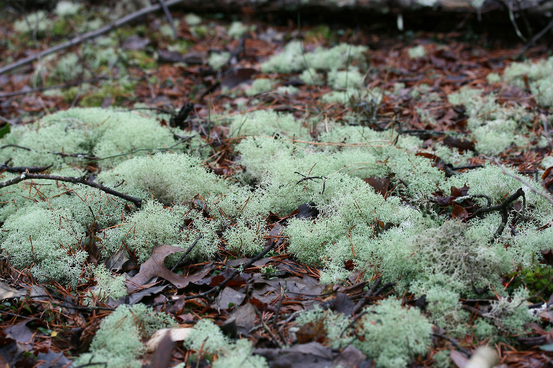 Dixie Reindeer Lichen (Cladonia subtenuis) Growing in a moist mixed forest. This lichen covered most of the forest floor in this area!<br />
<figure class="photo"><a href="https://www.jungledragon.com/image/72823/dixie_reindeer_lichen_cladonia_subtenuis.html" title="Dixie Reindeer Lichen (Cladonia subtenuis)"><img src="https://s3.amazonaws.com/media.jungledragon.com/images/3231/72823_thumb.jpg?AWSAccessKeyId=05GMT0V3GWVNE7GGM1R2&Expires=1770854410&Signature=RUsX8TkJT%2BjoB1CniB4IH4ewNb4%3D" width="200" height="134" alt="Dixie Reindeer Lichen (Cladonia subtenuis) Growing in a moist mixed forest. This lichen covered most of the forest floor in this area!https://www.jungledragon.com/image/72822/dixie_reindeer_lichen_cladonia_subtenuis.html<br />
https://www.jungledragon.com/image/72821/dixie_reindeer_lichen_cladonia_subtenuis.html<br />
https://www.jungledragon.com/image/72820/dixie_reindeer_lichen_cladonia_subtenuis.html<br />
 Cladonia subtenuis,Dixie Reindeer Lichen,Geotagged,United States,Winter" /></a></figure><br />
<figure class="photo"><a href="https://www.jungledragon.com/image/72821/dixie_reindeer_lichen_cladonia_subtenuis.html" title="Dixie Reindeer Lichen (Cladonia subtenuis)"><img src="https://s3.amazonaws.com/media.jungledragon.com/images/3231/72821_thumb.jpg?AWSAccessKeyId=05GMT0V3GWVNE7GGM1R2&Expires=1770854410&Signature=UQ2Ng3KNFWeEbCsSNTD%2Beo1jDkE%3D" width="200" height="134" alt="Dixie Reindeer Lichen (Cladonia subtenuis) Growing in a moist mixed forest. This lichen covered most of the forest floor in this area!<br />
https://www.jungledragon.com/image/72823/dixie_reindeer_lichen_cladonia_subtenuis.html<br />
https://www.jungledragon.com/image/72822/dixie_reindeer_lichen_cladonia_subtenuis.html<br />
https://www.jungledragon.com/image/72820/dixie_reindeer_lichen_cladonia_subtenuis.html<br />
 Cladonia subtenuis,Geotagged,United States,Winter" /></a></figure><br />
<figure class="photo"><a href="https://www.jungledragon.com/image/72822/dixie_reindeer_lichen_cladonia_subtenuis.html" title="Dixie Reindeer Lichen (Cladonia subtenuis)"><img src="https://s3.amazonaws.com/media.jungledragon.com/images/3231/72822_thumb.jpg?AWSAccessKeyId=05GMT0V3GWVNE7GGM1R2&Expires=1770854410&Signature=js%2FOCmBPQ5eyt1HmRKKcttopmSo%3D" width="200" height="134" alt="Dixie Reindeer Lichen (Cladonia subtenuis) Growing in a moist mixed forest. This lichen covered most of the forest floor in this area!<br />
https://www.jungledragon.com/image/72823/dixie_reindeer_lichen_cladonia_subtenuis.html<br />
https://www.jungledragon.com/image/72821/dixie_reindeer_lichen_cladonia_subtenuis.html<br />
https://www.jungledragon.com/image/72820/dixie_reindeer_lichen_cladonia_subtenuis.html<br />
 Cladonia subtenuis,Geotagged,United States,Winter" /></a></figure> Cladonia subtenuis,Geotagged,United States,Winter