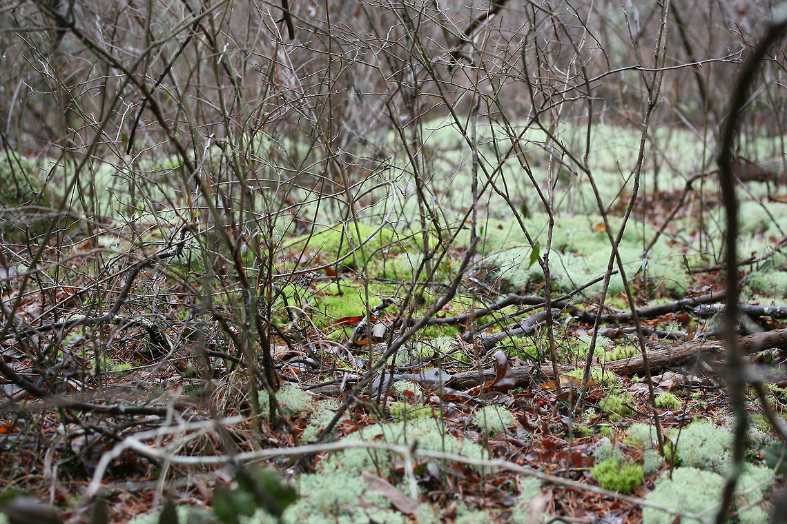 Dixie Reindeer Lichen (Cladonia subtenuis) Growing in a moist mixed forest. This lichen covered most of the forest floor in this area!<br />
<figure class="photo"><a href="https://www.jungledragon.com/image/72823/dixie_reindeer_lichen_cladonia_subtenuis.html" title="Dixie Reindeer Lichen (Cladonia subtenuis)"><img src="https://s3.amazonaws.com/media.jungledragon.com/images/3231/72823_thumb.jpg?AWSAccessKeyId=05GMT0V3GWVNE7GGM1R2&Expires=1759968010&Signature=exXOapMxJY9a7AtoJ1nlDqG1I4c%3D" width="200" height="134" alt="Dixie Reindeer Lichen (Cladonia subtenuis) Growing in a moist mixed forest. This lichen covered most of the forest floor in this area!https://www.jungledragon.com/image/72822/dixie_reindeer_lichen_cladonia_subtenuis.html<br />
https://www.jungledragon.com/image/72821/dixie_reindeer_lichen_cladonia_subtenuis.html<br />
https://www.jungledragon.com/image/72820/dixie_reindeer_lichen_cladonia_subtenuis.html<br />
 Cladonia subtenuis,Dixie Reindeer Lichen,Geotagged,United States,Winter" /></a></figure><br />
<figure class="photo"><a href="https://www.jungledragon.com/image/72822/dixie_reindeer_lichen_cladonia_subtenuis.html" title="Dixie Reindeer Lichen (Cladonia subtenuis)"><img src="https://s3.amazonaws.com/media.jungledragon.com/images/3231/72822_thumb.jpg?AWSAccessKeyId=05GMT0V3GWVNE7GGM1R2&Expires=1759968010&Signature=e%2Bv6ZjYYoGhNSFixYcD3Lwp0WdY%3D" width="200" height="134" alt="Dixie Reindeer Lichen (Cladonia subtenuis) Growing in a moist mixed forest. This lichen covered most of the forest floor in this area!<br />
https://www.jungledragon.com/image/72823/dixie_reindeer_lichen_cladonia_subtenuis.html<br />
https://www.jungledragon.com/image/72821/dixie_reindeer_lichen_cladonia_subtenuis.html<br />
https://www.jungledragon.com/image/72820/dixie_reindeer_lichen_cladonia_subtenuis.html<br />
 Cladonia subtenuis,Geotagged,United States,Winter" /></a></figure><br />
<figure class="photo"><a href="https://www.jungledragon.com/image/72820/dixie_reindeer_lichen_cladonia_subtenuis.html" title="Dixie Reindeer Lichen (Cladonia subtenuis)"><img src="https://s3.amazonaws.com/media.jungledragon.com/images/3231/72820_thumb.jpg?AWSAccessKeyId=05GMT0V3GWVNE7GGM1R2&Expires=1759968010&Signature=v15kcREdFd8GYY6poLVJtQpMYqc%3D" width="200" height="134" alt="Dixie Reindeer Lichen (Cladonia subtenuis) Growing in a moist mixed forest. This lichen covered most of the forest floor in this area!<br />
https://www.jungledragon.com/image/72823/dixie_reindeer_lichen_cladonia_subtenuis.html<br />
https://www.jungledragon.com/image/72821/dixie_reindeer_lichen_cladonia_subtenuis.html<br />
https://www.jungledragon.com/image/72822/dixie_reindeer_lichen_cladonia_subtenuis.html Cladonia subtenuis,Geotagged,United States,Winter" /></a></figure><br />
 Cladonia subtenuis,Geotagged,United States,Winter