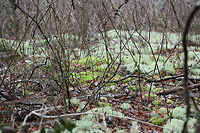 Dixie Reindeer Lichen (Cladonia subtenuis) Growing in a moist mixed forest. This lichen covered most of the forest floor in this area!<br />
https://www.jungledragon.com/image/72823/dixie_reindeer_lichen_cladonia_subtenuis.html<br />
https://www.jungledragon.com/image/72822/dixie_reindeer_lichen_cladonia_subtenuis.html<br />
https://www.jungledragon.com/image/72820/dixie_reindeer_lichen_cladonia_subtenuis.html<br />
 Cladonia subtenuis,Geotagged,United States,Winter