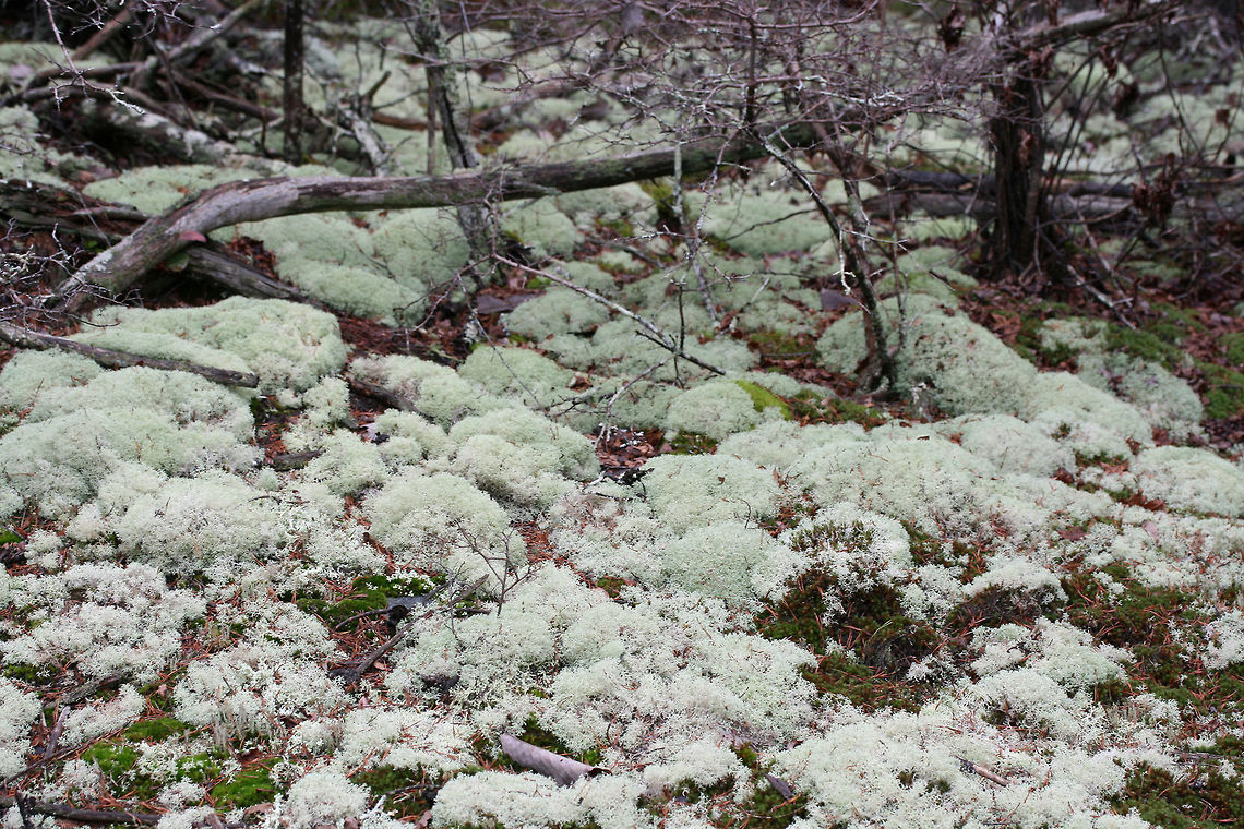 Dixie Reindeer Lichen (Cladonia subtenuis) Growing in a moist mixed forest. This lichen covered most of the forest floor in this area!<br />
<figure class="photo"><a href="https://www.jungledragon.com/image/72823/dixie_reindeer_lichen_cladonia_subtenuis.html" title="Dixie Reindeer Lichen (Cladonia subtenuis)"><img src="https://s3.amazonaws.com/media.jungledragon.com/images/3231/72823_thumb.jpg?AWSAccessKeyId=05GMT0V3GWVNE7GGM1R2&Expires=1759968010&Signature=exXOapMxJY9a7AtoJ1nlDqG1I4c%3D" width="200" height="134" alt="Dixie Reindeer Lichen (Cladonia subtenuis) Growing in a moist mixed forest. This lichen covered most of the forest floor in this area!https://www.jungledragon.com/image/72822/dixie_reindeer_lichen_cladonia_subtenuis.html<br />
https://www.jungledragon.com/image/72821/dixie_reindeer_lichen_cladonia_subtenuis.html<br />
https://www.jungledragon.com/image/72820/dixie_reindeer_lichen_cladonia_subtenuis.html<br />
 Cladonia subtenuis,Dixie Reindeer Lichen,Geotagged,United States,Winter" /></a></figure><br />
<figure class="photo"><a href="https://www.jungledragon.com/image/72821/dixie_reindeer_lichen_cladonia_subtenuis.html" title="Dixie Reindeer Lichen (Cladonia subtenuis)"><img src="https://s3.amazonaws.com/media.jungledragon.com/images/3231/72821_thumb.jpg?AWSAccessKeyId=05GMT0V3GWVNE7GGM1R2&Expires=1759968010&Signature=tcR1ESnlZt0zWuAvnO3B%2Fv2lJ1w%3D" width="200" height="134" alt="Dixie Reindeer Lichen (Cladonia subtenuis) Growing in a moist mixed forest. This lichen covered most of the forest floor in this area!<br />
https://www.jungledragon.com/image/72823/dixie_reindeer_lichen_cladonia_subtenuis.html<br />
https://www.jungledragon.com/image/72822/dixie_reindeer_lichen_cladonia_subtenuis.html<br />
https://www.jungledragon.com/image/72820/dixie_reindeer_lichen_cladonia_subtenuis.html<br />
 Cladonia subtenuis,Geotagged,United States,Winter" /></a></figure><br />
<figure class="photo"><a href="https://www.jungledragon.com/image/72820/dixie_reindeer_lichen_cladonia_subtenuis.html" title="Dixie Reindeer Lichen (Cladonia subtenuis)"><img src="https://s3.amazonaws.com/media.jungledragon.com/images/3231/72820_thumb.jpg?AWSAccessKeyId=05GMT0V3GWVNE7GGM1R2&Expires=1759968010&Signature=v15kcREdFd8GYY6poLVJtQpMYqc%3D" width="200" height="134" alt="Dixie Reindeer Lichen (Cladonia subtenuis) Growing in a moist mixed forest. This lichen covered most of the forest floor in this area!<br />
https://www.jungledragon.com/image/72823/dixie_reindeer_lichen_cladonia_subtenuis.html<br />
https://www.jungledragon.com/image/72821/dixie_reindeer_lichen_cladonia_subtenuis.html<br />
https://www.jungledragon.com/image/72822/dixie_reindeer_lichen_cladonia_subtenuis.html Cladonia subtenuis,Geotagged,United States,Winter" /></a></figure><br />
 Cladonia subtenuis,Geotagged,United States,Winter