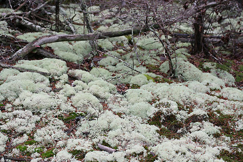 Dixie Reindeer Lichen (Cladonia subtenuis) Growing in a moist mixed forest. This lichen covered most of the forest floor in this area!
https://www.jungledragon.com/image/72823/dixie_reindeer_lichen_cladonia_subtenuis.html
https://www.jungledragon.com/image/72821/dixie_reindeer_lichen_cladonia_subtenuis.html
https://www.jungledragon.com/image/72820/dixie_reindeer_lichen_cladonia_subtenuis.html
 Cladonia subtenuis,Geotagged,United States,Winter
