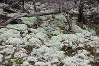 Dixie Reindeer Lichen (Cladonia subtenuis) Growing in a moist mixed forest. This lichen covered most of the forest floor in this area!<br />
https://www.jungledragon.com/image/72823/dixie_reindeer_lichen_cladonia_subtenuis.html<br />
https://www.jungledragon.com/image/72821/dixie_reindeer_lichen_cladonia_subtenuis.html<br />
https://www.jungledragon.com/image/72820/dixie_reindeer_lichen_cladonia_subtenuis.html<br />
 Cladonia subtenuis,Geotagged,United States,Winter