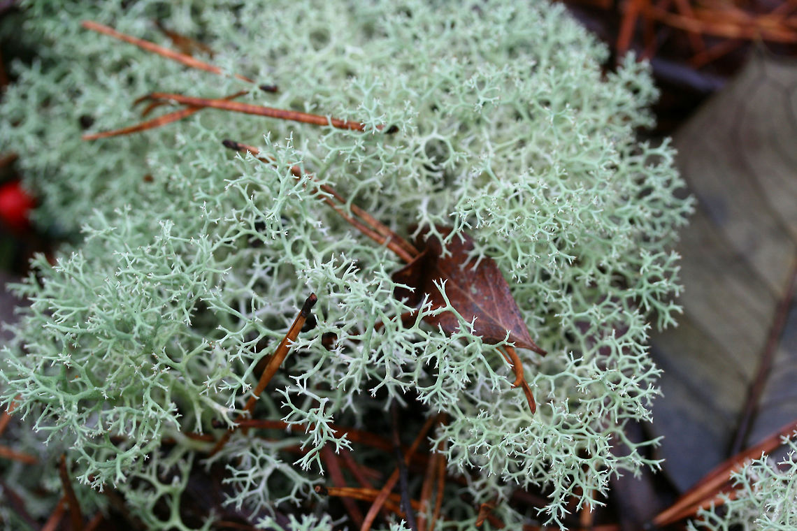 Dixie Reindeer Lichen (Cladonia subtenuis) Growing in a moist mixed forest. This lichen covered most of the forest floor in this area!<figure class="photo"><a href="https://www.jungledragon.com/image/72822/dixie_reindeer_lichen_cladonia_subtenuis.html" title="Dixie Reindeer Lichen (Cladonia subtenuis)"><img src="https://s3.amazonaws.com/media.jungledragon.com/images/3231/72822_thumb.jpg?AWSAccessKeyId=05GMT0V3GWVNE7GGM1R2&Expires=1759968010&Signature=e%2Bv6ZjYYoGhNSFixYcD3Lwp0WdY%3D" width="200" height="134" alt="Dixie Reindeer Lichen (Cladonia subtenuis) Growing in a moist mixed forest. This lichen covered most of the forest floor in this area!<br />
https://www.jungledragon.com/image/72823/dixie_reindeer_lichen_cladonia_subtenuis.html<br />
https://www.jungledragon.com/image/72821/dixie_reindeer_lichen_cladonia_subtenuis.html<br />
https://www.jungledragon.com/image/72820/dixie_reindeer_lichen_cladonia_subtenuis.html<br />
 Cladonia subtenuis,Geotagged,United States,Winter" /></a></figure><br />
<figure class="photo"><a href="https://www.jungledragon.com/image/72821/dixie_reindeer_lichen_cladonia_subtenuis.html" title="Dixie Reindeer Lichen (Cladonia subtenuis)"><img src="https://s3.amazonaws.com/media.jungledragon.com/images/3231/72821_thumb.jpg?AWSAccessKeyId=05GMT0V3GWVNE7GGM1R2&Expires=1759968010&Signature=tcR1ESnlZt0zWuAvnO3B%2Fv2lJ1w%3D" width="200" height="134" alt="Dixie Reindeer Lichen (Cladonia subtenuis) Growing in a moist mixed forest. This lichen covered most of the forest floor in this area!<br />
https://www.jungledragon.com/image/72823/dixie_reindeer_lichen_cladonia_subtenuis.html<br />
https://www.jungledragon.com/image/72822/dixie_reindeer_lichen_cladonia_subtenuis.html<br />
https://www.jungledragon.com/image/72820/dixie_reindeer_lichen_cladonia_subtenuis.html<br />
 Cladonia subtenuis,Geotagged,United States,Winter" /></a></figure><br />
<figure class="photo"><a href="https://www.jungledragon.com/image/72820/dixie_reindeer_lichen_cladonia_subtenuis.html" title="Dixie Reindeer Lichen (Cladonia subtenuis)"><img src="https://s3.amazonaws.com/media.jungledragon.com/images/3231/72820_thumb.jpg?AWSAccessKeyId=05GMT0V3GWVNE7GGM1R2&Expires=1759968010&Signature=v15kcREdFd8GYY6poLVJtQpMYqc%3D" width="200" height="134" alt="Dixie Reindeer Lichen (Cladonia subtenuis) Growing in a moist mixed forest. This lichen covered most of the forest floor in this area!<br />
https://www.jungledragon.com/image/72823/dixie_reindeer_lichen_cladonia_subtenuis.html<br />
https://www.jungledragon.com/image/72821/dixie_reindeer_lichen_cladonia_subtenuis.html<br />
https://www.jungledragon.com/image/72822/dixie_reindeer_lichen_cladonia_subtenuis.html Cladonia subtenuis,Geotagged,United States,Winter" /></a></figure><br />
 Cladonia subtenuis,Dixie Reindeer Lichen,Geotagged,United States,Winter