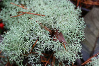 Dixie Reindeer Lichen (Cladonia subtenuis) Growing in a moist mixed forest. This lichen covered most of the forest floor in this area!https://www.jungledragon.com/image/72822/dixie_reindeer_lichen_cladonia_subtenuis.html<br />
https://www.jungledragon.com/image/72821/dixie_reindeer_lichen_cladonia_subtenuis.html<br />
https://www.jungledragon.com/image/72820/dixie_reindeer_lichen_cladonia_subtenuis.html<br />
 Cladonia subtenuis,Dixie Reindeer Lichen,Geotagged,United States,Winter