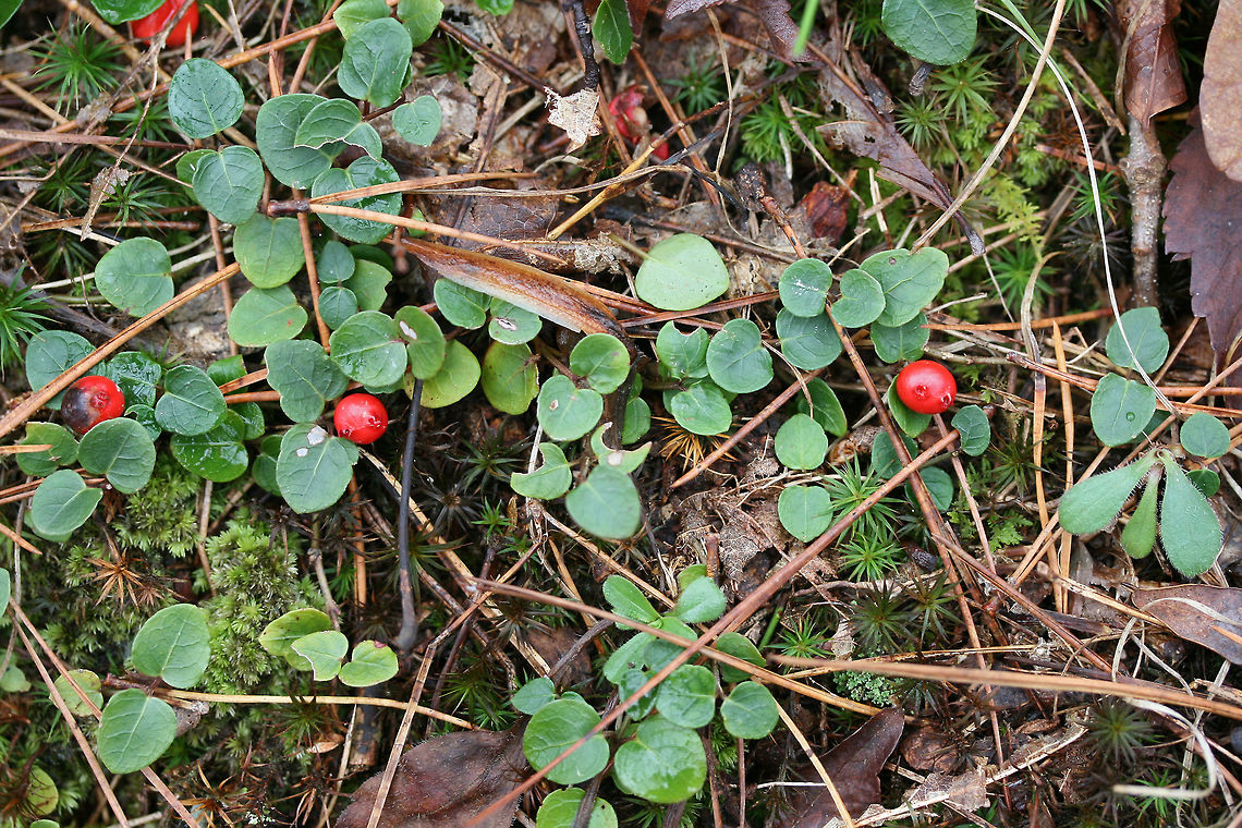 Partridgeberry (Mitchella repens) Growing on a moist woodland trail. Geotagged,Mitchella repens,Partridge berry,United States,Winter