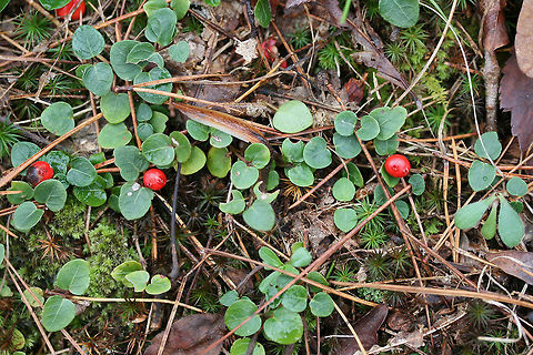 Partridgeberry (Mitchella repens) Growing on a moist woodland trail. Geotagged,Mitchella repens,Partridge berry,United States,Winter