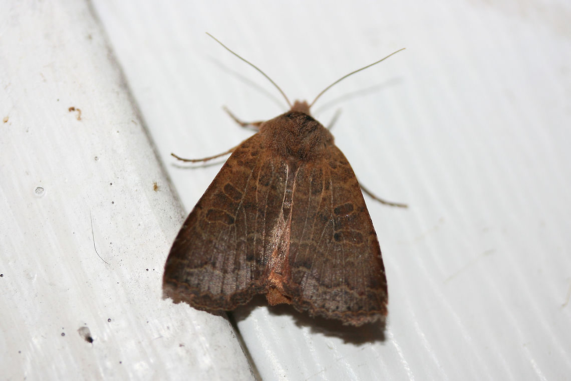 Variable Sallow Moth (Sericaglaea signata) At porch lights near an overgrown backyard habitat. We have had multiple heat waves this winter (with lots of flooding), so some moths have been coming out of hibernation during these times! Geotagged,Sericaglaea signata,United States,Winter