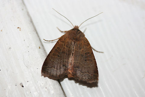 Variable Sallow Moth