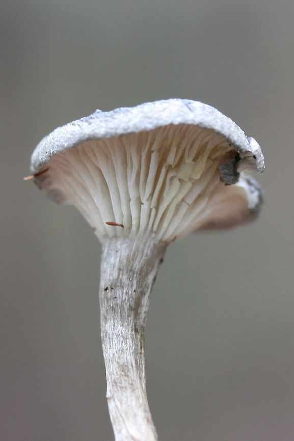 The Humpback (Cantharellula umbonata) - More Mature Fertile Surface Small gray mushrooms growing in moss (saturated with water) on a forested trail. Pilei conical/pointed to depressed/funnel-shaped (centrally).<br />
<figure class="photo"><a href="https://www.jungledragon.com/image/72972/the_humpback_cantharellula_umbonata.html" title="The Humpback (Cantharellula umbonata)"><img src="https://s3.amazonaws.com/media.jungledragon.com/images/3231/72972_thumb.jpg?AWSAccessKeyId=05GMT0V3GWVNE7GGM1R2&Expires=1767225610&Signature=yxdQtiBYmRJ8Rvp61kym0%2BWWECw%3D" width="102" height="152" alt="The Humpback (Cantharellula umbonata) Small gray mushrooms growing in moss (saturated with water) on a forested trail. Pilei conical/pointed to depressed/funnel-shaped (centrally).<br />
https://www.jungledragon.com/image/72977/the_humpback_cantharellula_umbonata.html<br />
https://www.jungledragon.com/image/72969/the_humpback_cantharellula_umbonata.html<br />
https://www.jungledragon.com/image/72968/the_humpback_cantharellula_umbonata_-_more_mature_fertile_surface.html Cantharellula umbonata,Geotagged,United States,Winter" /></a></figure><br />
<figure class="photo"><a href="https://www.jungledragon.com/image/72977/the_humpback_cantharellula_umbonata.html" title="The Humpback (Cantharellula umbonata)"><img src="https://s3.amazonaws.com/media.jungledragon.com/images/3231/72977_thumb.jpg?AWSAccessKeyId=05GMT0V3GWVNE7GGM1R2&Expires=1767225610&Signature=98h3Z0DYuBNoJ8Yr3TMATy22s9o%3D" width="102" height="152" alt="The Humpback (Cantharellula umbonata) Small gray mushrooms growing in moss (saturated with water) on a forested trail. Pilei conical/pointed to depressed/funnel-shaped (centrally).<br />
https://www.jungledragon.com/image/72972/the_humpback_cantharellula_umbonata.html<br />
https://www.jungledragon.com/image/72969/the_humpback_cantharellula_umbonata.html<br />
https://www.jungledragon.com/image/72968/the_humpback_cantharellula_umbonata_-_more_mature_fertile_surface.html Cantharellula umbonata,Geotagged,Humpback,United States,Winter" /></a></figure><br />
<figure class="photo"><a href="https://www.jungledragon.com/image/72969/the_humpback_cantharellula_umbonata.html" title="The Humpback (Cantharellula umbonata)"><img src="https://s3.amazonaws.com/media.jungledragon.com/images/3231/72969_thumb.jpg?AWSAccessKeyId=05GMT0V3GWVNE7GGM1R2&Expires=1767225610&Signature=4f0%2BDlVZbhpC4Ux7SsN%2BYWxCZkQ%3D" width="200" height="134" alt="The Humpback (Cantharellula umbonata) Example of pileus which is depressed.<br />
<br />
Small gray mushrooms growing in moss (saturated with water) on a forested trail. Pilei conical/pointed to depressed/funnel-shaped (centrally).<br />
https://www.jungledragon.com/image/72972/the_humpback_cantharellula_umbonata.html<br />
https://www.jungledragon.com/image/72977/the_humpback_cantharellula_umbonata.html<br />
https://www.jungledragon.com/image/72968/the_humpback_cantharellula_umbonata_-_more_mature_fertile_surface.html Cantharellula umbonata,Geotagged,United States,Winter" /></a></figure> Cantharellula umbonata,Geotagged,United States,Winter