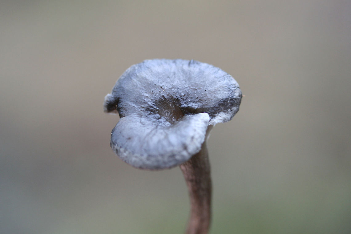 The Humpback (Cantharellula umbonata) Example of pileus which is depressed.<br />
<br />
Small gray mushrooms growing in moss (saturated with water) on a forested trail. Pilei conical/pointed to depressed/funnel-shaped (centrally).<br />
<figure class="photo"><a href="https://www.jungledragon.com/image/72972/the_humpback_cantharellula_umbonata.html" title="The Humpback (Cantharellula umbonata)"><img src="https://s3.amazonaws.com/media.jungledragon.com/images/3231/72972_thumb.jpg?AWSAccessKeyId=05GMT0V3GWVNE7GGM1R2&Expires=1759968010&Signature=zs64Rv5%2BKZtQWTQ%2FtdMgPjdrrTo%3D" width="102" height="152" alt="The Humpback (Cantharellula umbonata) Small gray mushrooms growing in moss (saturated with water) on a forested trail. Pilei conical/pointed to depressed/funnel-shaped (centrally).<br />
https://www.jungledragon.com/image/72977/the_humpback_cantharellula_umbonata.html<br />
https://www.jungledragon.com/image/72969/the_humpback_cantharellula_umbonata.html<br />
https://www.jungledragon.com/image/72968/the_humpback_cantharellula_umbonata_-_more_mature_fertile_surface.html Cantharellula umbonata,Geotagged,United States,Winter" /></a></figure><br />
<figure class="photo"><a href="https://www.jungledragon.com/image/72977/the_humpback_cantharellula_umbonata.html" title="The Humpback (Cantharellula umbonata)"><img src="https://s3.amazonaws.com/media.jungledragon.com/images/3231/72977_thumb.jpg?AWSAccessKeyId=05GMT0V3GWVNE7GGM1R2&Expires=1759968010&Signature=FN9JJpDrgJ%2Bfx%2FTKnh1lAQbJuHk%3D" width="102" height="152" alt="The Humpback (Cantharellula umbonata) Small gray mushrooms growing in moss (saturated with water) on a forested trail. Pilei conical/pointed to depressed/funnel-shaped (centrally).<br />
https://www.jungledragon.com/image/72972/the_humpback_cantharellula_umbonata.html<br />
https://www.jungledragon.com/image/72969/the_humpback_cantharellula_umbonata.html<br />
https://www.jungledragon.com/image/72968/the_humpback_cantharellula_umbonata_-_more_mature_fertile_surface.html Cantharellula umbonata,Geotagged,Humpback,United States,Winter" /></a></figure><br />
<figure class="photo"><a href="https://www.jungledragon.com/image/72968/the_humpback_cantharellula_umbonata_-_more_mature_fertile_surface.html" title="The Humpback (Cantharellula umbonata) - More Mature Fertile Surface"><img src="https://s3.amazonaws.com/media.jungledragon.com/images/3231/72968_thumb.jpg?AWSAccessKeyId=05GMT0V3GWVNE7GGM1R2&Expires=1759968010&Signature=kZpcWPAvDaa5r75fBnKq3BbedaU%3D" width="102" height="152" alt="The Humpback (Cantharellula umbonata) - More Mature Fertile Surface Small gray mushrooms growing in moss (saturated with water) on a forested trail. Pilei conical/pointed to depressed/funnel-shaped (centrally).<br />
https://www.jungledragon.com/image/72972/the_humpback_cantharellula_umbonata.html<br />
https://www.jungledragon.com/image/72977/the_humpback_cantharellula_umbonata.html<br />
https://www.jungledragon.com/image/72969/the_humpback_cantharellula_umbonata.html Cantharellula umbonata,Geotagged,United States,Winter" /></a></figure> Cantharellula umbonata,Geotagged,United States,Winter