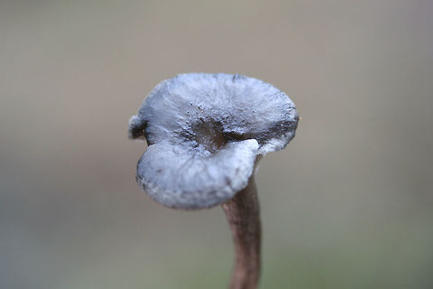 The Humpback (Cantharellula umbonata) Example of pileus which is depressed.

Small gray mushrooms growing in moss (saturated with water) on a forested trail. Pilei conical/pointed to depressed/funnel-shaped (centrally).
https://www.jungledragon.com/image/72972/the_humpback_cantharellula_umbonata.html
https://www.jungledragon.com/image/72977/the_humpback_cantharellula_umbonata.html
https://www.jungledragon.com/image/72968/the_humpback_cantharellula_umbonata_-_more_mature_fertile_surface.html Cantharellula umbonata,Geotagged,United States,Winter