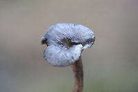The Humpback (Cantharellula umbonata) Example of pileus which is depressed.<br />
<br />
Small gray mushrooms growing in moss (saturated with water) on a forested trail. Pilei conical/pointed to depressed/funnel-shaped (centrally).<br />
https://www.jungledragon.com/image/72972/the_humpback_cantharellula_umbonata.html<br />
https://www.jungledragon.com/image/72977/the_humpback_cantharellula_umbonata.html<br />
https://www.jungledragon.com/image/72968/the_humpback_cantharellula_umbonata_-_more_mature_fertile_surface.html Cantharellula umbonata,Geotagged,United States,Winter