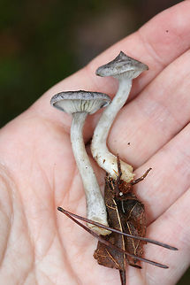 The Humpback (Cantharellula umbonata) Small gray mushrooms growing in moss (saturated with water) on a forested trail. Pilei conical/pointed to depressed/funnel-shaped (centrally).
https://www.jungledragon.com/image/72977/the_humpback_cantharellula_umbonata.html
https://www.jungledragon.com/image/72969/the_humpback_cantharellula_umbonata.html
https://www.jungledragon.com/image/72968/the_humpback_cantharellula_umbonata_-_more_mature_fertile_surface.html Cantharellula umbonata,Geotagged,United States,Winter