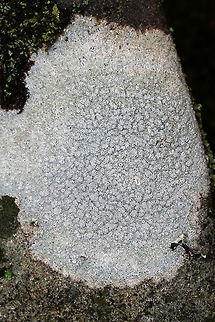 Pertusaria subpertusa ID Tentative. 

Growing on a stone on a moist forested trail.
https://www.jungledragon.com/image/72976/pertusaria_subpertusa.html Geotagged,Pertusaria subpertusa,United States,Winter