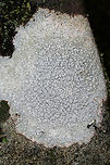 Pertusaria subpertusa ID Tentative. <br />
<br />
Growing on a stone on a moist forested trail.<br />
https://www.jungledragon.com/image/72976/pertusaria_subpertusa.html Geotagged,Pertusaria subpertusa,United States,Winter