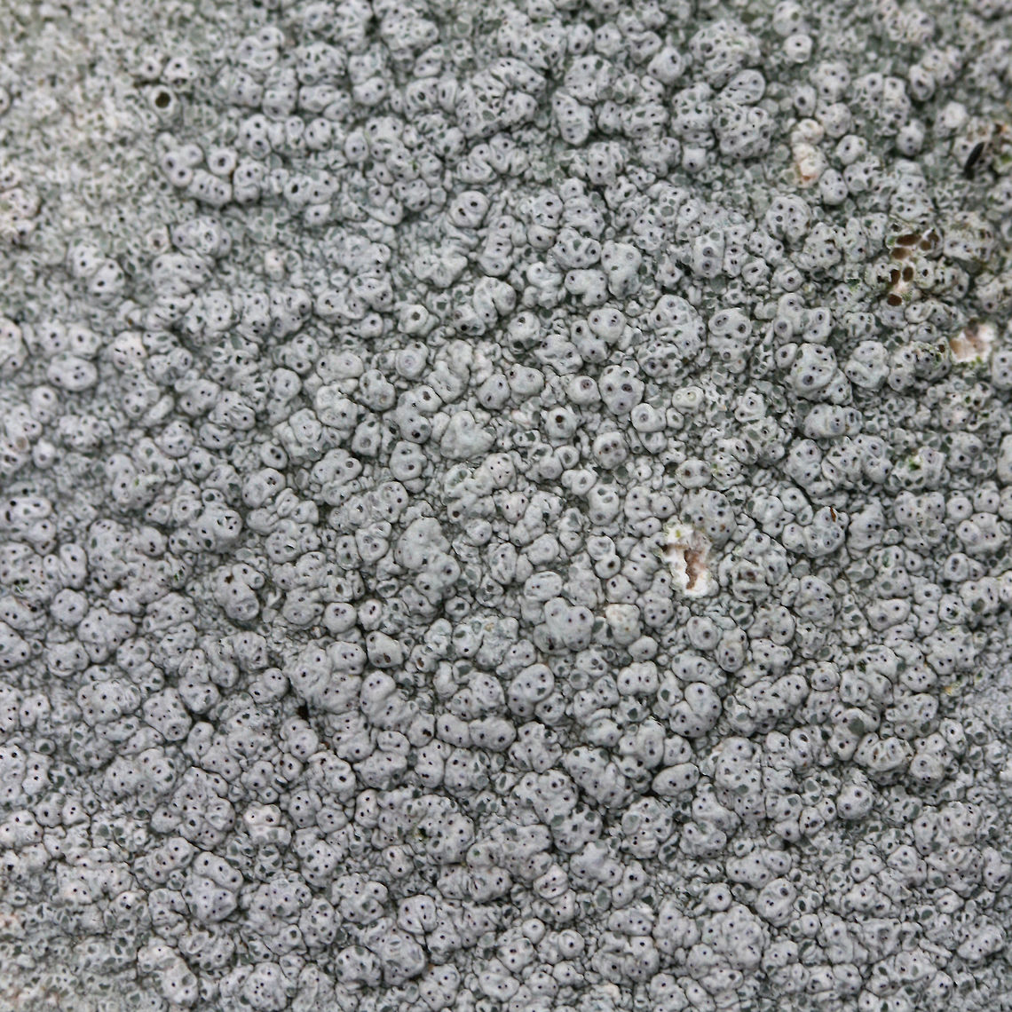 Pertusaria subpertusa - closeup of ostioles ID Tentative. <br />
<br />
Growing on a stone on a moist forested trail.<br />
<figure class="photo"><a href="https://www.jungledragon.com/image/72975/pertusaria_subpertusa.html" title="Pertusaria subpertusa"><img src="https://s3.amazonaws.com/media.jungledragon.com/images/3231/72975_thumb.jpg?AWSAccessKeyId=05GMT0V3GWVNE7GGM1R2&Expires=1759968010&Signature=XHsDjm9KyPXSWvVUJikkOnGs6uM%3D" width="102" height="152" alt="Pertusaria subpertusa ID Tentative. <br />
<br />
Growing on a stone on a moist forested trail.<br />
https://www.jungledragon.com/image/72976/pertusaria_subpertusa.html Geotagged,Pertusaria subpertusa,United States,Winter" /></a></figure> Geotagged,Pertusaria subpertusa,United States,Winter