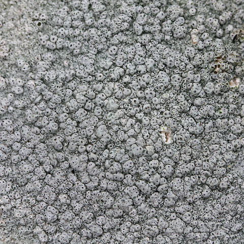 Pertusaria subpertusa - closeup of ostioles ID Tentative. 

Growing on a stone on a moist forested trail.
https://www.jungledragon.com/image/72975/pertusaria_subpertusa.html Geotagged,Pertusaria subpertusa,United States,Winter