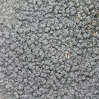 Pertusaria subpertusa - closeup of ostioles ID Tentative. <br />
<br />
Growing on a stone on a moist forested trail.<br />
https://www.jungledragon.com/image/72975/pertusaria_subpertusa.html Geotagged,Pertusaria subpertusa,United States,Winter