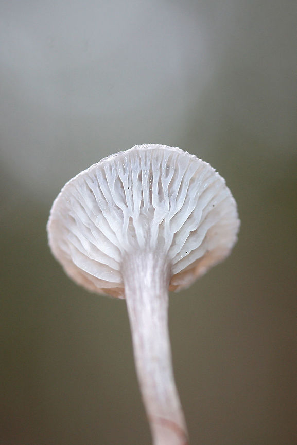 The Humpback (Cantharellula umbonata) Small gray mushrooms growing in moss (saturated with water) on a forested trail. Pilei conical/pointed to depressed/funnel-shaped (centrally).<br />
<figure class="photo"><a href="https://www.jungledragon.com/image/72972/the_humpback_cantharellula_umbonata.html" title="The Humpback (Cantharellula umbonata)"><img src="https://s3.amazonaws.com/media.jungledragon.com/images/3231/72972_thumb.jpg?AWSAccessKeyId=05GMT0V3GWVNE7GGM1R2&Expires=1759968010&Signature=zs64Rv5%2BKZtQWTQ%2FtdMgPjdrrTo%3D" width="102" height="152" alt="The Humpback (Cantharellula umbonata) Small gray mushrooms growing in moss (saturated with water) on a forested trail. Pilei conical/pointed to depressed/funnel-shaped (centrally).<br />
https://www.jungledragon.com/image/72977/the_humpback_cantharellula_umbonata.html<br />
https://www.jungledragon.com/image/72969/the_humpback_cantharellula_umbonata.html<br />
https://www.jungledragon.com/image/72968/the_humpback_cantharellula_umbonata_-_more_mature_fertile_surface.html Cantharellula umbonata,Geotagged,United States,Winter" /></a></figure><br />
<figure class="photo"><a href="https://www.jungledragon.com/image/72969/the_humpback_cantharellula_umbonata.html" title="The Humpback (Cantharellula umbonata)"><img src="https://s3.amazonaws.com/media.jungledragon.com/images/3231/72969_thumb.jpg?AWSAccessKeyId=05GMT0V3GWVNE7GGM1R2&Expires=1759968010&Signature=Mh%2F2mnZc8WhLw13aUDEuGFtytyM%3D" width="200" height="134" alt="The Humpback (Cantharellula umbonata) Example of pileus which is depressed.<br />
<br />
Small gray mushrooms growing in moss (saturated with water) on a forested trail. Pilei conical/pointed to depressed/funnel-shaped (centrally).<br />
https://www.jungledragon.com/image/72972/the_humpback_cantharellula_umbonata.html<br />
https://www.jungledragon.com/image/72977/the_humpback_cantharellula_umbonata.html<br />
https://www.jungledragon.com/image/72968/the_humpback_cantharellula_umbonata_-_more_mature_fertile_surface.html Cantharellula umbonata,Geotagged,United States,Winter" /></a></figure><br />
<figure class="photo"><a href="https://www.jungledragon.com/image/72968/the_humpback_cantharellula_umbonata_-_more_mature_fertile_surface.html" title="The Humpback (Cantharellula umbonata) - More Mature Fertile Surface"><img src="https://s3.amazonaws.com/media.jungledragon.com/images/3231/72968_thumb.jpg?AWSAccessKeyId=05GMT0V3GWVNE7GGM1R2&Expires=1759968010&Signature=kZpcWPAvDaa5r75fBnKq3BbedaU%3D" width="102" height="152" alt="The Humpback (Cantharellula umbonata) - More Mature Fertile Surface Small gray mushrooms growing in moss (saturated with water) on a forested trail. Pilei conical/pointed to depressed/funnel-shaped (centrally).<br />
https://www.jungledragon.com/image/72972/the_humpback_cantharellula_umbonata.html<br />
https://www.jungledragon.com/image/72977/the_humpback_cantharellula_umbonata.html<br />
https://www.jungledragon.com/image/72969/the_humpback_cantharellula_umbonata.html Cantharellula umbonata,Geotagged,United States,Winter" /></a></figure> Cantharellula umbonata,Geotagged,Humpback,United States,Winter