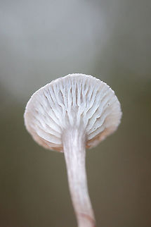 The Humpback (Cantharellula umbonata) Small gray mushrooms growing in moss (saturated with water) on a forested trail. Pilei conical/pointed to depressed/funnel-shaped (centrally).
https://www.jungledragon.com/image/72972/the_humpback_cantharellula_umbonata.html
https://www.jungledragon.com/image/72969/the_humpback_cantharellula_umbonata.html
https://www.jungledragon.com/image/72968/the_humpback_cantharellula_umbonata_-_more_mature_fertile_surface.html Cantharellula umbonata,Geotagged,Humpback,United States,Winter