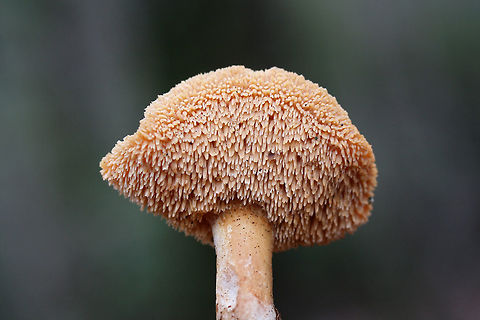 Hedgehog Mushrooms (Hydnum sp.) Growing through a highly rotted hardwood stump in a mixed forested area.

*Looks similar to Hydnum umbilicatum, but I cannot be 100 percent sure of an ID (many cryptic species in North America).
https://www.jungledragon.com/image/73220/hedgehog_mushrooms_hydnum_sp.html
https://www.jungledragon.com/image/73219/hedgehog_mushrooms_hydnum_sp.html Geotagged,Hedgehog mushrooms,Hydnum,United States,Winter,fungi,fungus,mushroom,mushrooms,sweet tooth mushroom