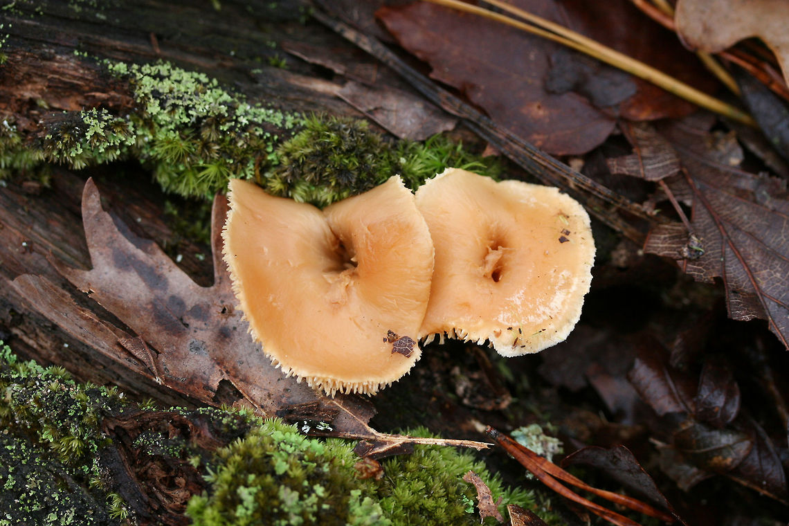 Hedgehog Mushrooms (Hydnum sp.) Growing through a highly rotted hardwood stump in a mixed forested area.<br />
<br />
*Looks similar to Hydnum umbilicatum, but I cannot be 100 percent sure of an ID (many cryptic species in North America).<br />
<figure class="photo"><a href="https://www.jungledragon.com/image/73220/hedgehog_mushrooms_hydnum_sp.html" title="Hedgehog Mushrooms (Hydnum sp.)"><img src="https://s3.amazonaws.com/media.jungledragon.com/images/3231/73220_thumb.jpg?AWSAccessKeyId=05GMT0V3GWVNE7GGM1R2&Expires=1769040010&Signature=brOf5P3Aoy4JZ4U9sqbhEkTf%2Bp4%3D" width="200" height="134" alt="Hedgehog Mushrooms (Hydnum sp.) Growing through a highly rotted hardwood stump in a mixed forested area.<br />
<br />
*Looks similar to Hydnum umbilicatum, but I cannot be 100 percent sure of an ID (many cryptic species in North America).<br />
https://www.jungledragon.com/image/73218/hedgehog_mushrooms_hydnum_sp.html<br />
https://www.jungledragon.com/image/73219/hedgehog_mushrooms_hydnum_sp.html Geotagged,Hedgehog mushrooms,Hydnum,United States,Winter,fungi,fungus,mushroom,mushrooms,sweet tooth mushroom" /></a></figure><br />
<figure class="photo"><a href="https://www.jungledragon.com/image/73218/hedgehog_mushrooms_hydnum_sp.html" title="Hedgehog Mushrooms (Hydnum sp.)"><img src="https://s3.amazonaws.com/media.jungledragon.com/images/3231/73218_thumb.jpg?AWSAccessKeyId=05GMT0V3GWVNE7GGM1R2&Expires=1769040010&Signature=beZLvVgwPQBmlXjmitknyFjlNEU%3D" width="200" height="134" alt="Hedgehog Mushrooms (Hydnum sp.) Growing through a highly rotted hardwood stump in a mixed forested area.<br />
<br />
*Looks similar to Hydnum umbilicatum, but I cannot be 100 percent sure of an ID (many cryptic species in North America).<br />
https://www.jungledragon.com/image/73220/hedgehog_mushrooms_hydnum_sp.html<br />
https://www.jungledragon.com/image/73219/hedgehog_mushrooms_hydnum_sp.html Geotagged,Hedgehog mushrooms,Hydnum,United States,Winter,fungi,fungus,mushroom,mushrooms,sweet tooth mushroom" /></a></figure> Geotagged,Hedgehog mushrooms,Hydnum,United States,Winter,fungi,fungus,mushroom,mushrooms,sweet tooth mushroom