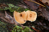 Hedgehog Mushrooms (Hydnum sp.) Growing through a highly rotted hardwood stump in a mixed forested area.<br />
<br />
*Looks similar to Hydnum umbilicatum, but I cannot be 100 percent sure of an ID (many cryptic species in North America).<br />
https://www.jungledragon.com/image/73220/hedgehog_mushrooms_hydnum_sp.html<br />
https://www.jungledragon.com/image/73218/hedgehog_mushrooms_hydnum_sp.html Geotagged,Hedgehog mushrooms,Hydnum,United States,Winter,fungi,fungus,mushroom,mushrooms,sweet tooth mushroom