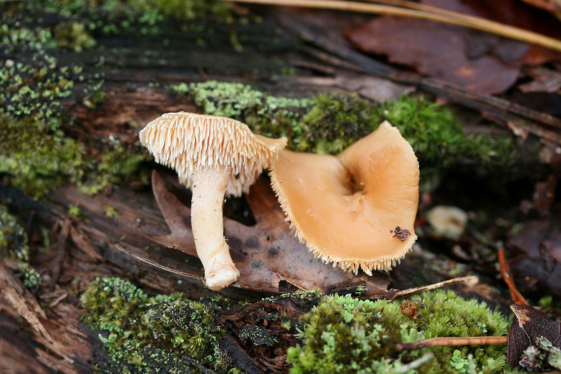 Hedgehog Mushrooms (Hydnum sp.) Growing through a highly rotted hardwood stump in a mixed forested area.<br />
<br />
*Looks similar to Hydnum umbilicatum, but I cannot be 100 percent sure of an ID (many cryptic species in North America).<br />
<figure class="photo"><a href="https://www.jungledragon.com/image/73218/hedgehog_mushrooms_hydnum_sp.html" title="Hedgehog Mushrooms (Hydnum sp.)"><img src="https://s3.amazonaws.com/media.jungledragon.com/images/3231/73218_thumb.jpg?AWSAccessKeyId=05GMT0V3GWVNE7GGM1R2&Expires=1769040010&Signature=beZLvVgwPQBmlXjmitknyFjlNEU%3D" width="200" height="134" alt="Hedgehog Mushrooms (Hydnum sp.) Growing through a highly rotted hardwood stump in a mixed forested area.<br />
<br />
*Looks similar to Hydnum umbilicatum, but I cannot be 100 percent sure of an ID (many cryptic species in North America).<br />
https://www.jungledragon.com/image/73220/hedgehog_mushrooms_hydnum_sp.html<br />
https://www.jungledragon.com/image/73219/hedgehog_mushrooms_hydnum_sp.html Geotagged,Hedgehog mushrooms,Hydnum,United States,Winter,fungi,fungus,mushroom,mushrooms,sweet tooth mushroom" /></a></figure><br />
<figure class="photo"><a href="https://www.jungledragon.com/image/73219/hedgehog_mushrooms_hydnum_sp.html" title="Hedgehog Mushrooms (Hydnum sp.)"><img src="https://s3.amazonaws.com/media.jungledragon.com/images/3231/73219_thumb.jpg?AWSAccessKeyId=05GMT0V3GWVNE7GGM1R2&Expires=1769040010&Signature=5%2BzUeIj2u2kHm5cuLxj4aE0oKVc%3D" width="200" height="134" alt="Hedgehog Mushrooms (Hydnum sp.) Growing through a highly rotted hardwood stump in a mixed forested area.<br />
<br />
*Looks similar to Hydnum umbilicatum, but I cannot be 100 percent sure of an ID (many cryptic species in North America).<br />
https://www.jungledragon.com/image/73220/hedgehog_mushrooms_hydnum_sp.html<br />
https://www.jungledragon.com/image/73218/hedgehog_mushrooms_hydnum_sp.html Geotagged,Hedgehog mushrooms,Hydnum,United States,Winter,fungi,fungus,mushroom,mushrooms,sweet tooth mushroom" /></a></figure> Geotagged,Hedgehog mushrooms,Hydnum,United States,Winter,fungi,fungus,mushroom,mushrooms,sweet tooth mushroom