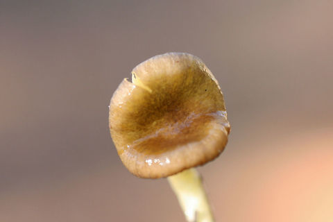 Hygrophorus hypothejus group? Growing near pines/mixed hardwoods in a field. Viscid cap and lower stipe. Slightly unpleasant odor (which confused me). Any ID help is much appreciated.
https://www.jungledragon.com/image/73227/hygrophorus_hypothejus_group.html
https://www.jungledragon.com/image/73226/hygrophorus_hypothejus_group.html Geotagged,Hygrophorus hypothejus,United States,Winter,Yellow Gilled Wax Cap