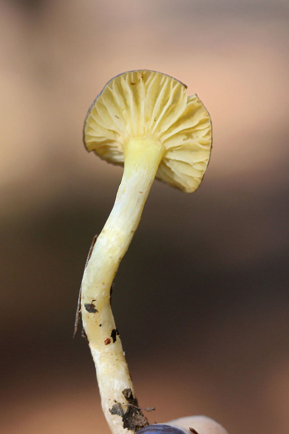 Hygrophorus hypothejus group? Growing near pines/mixed hardwoods in a field. Viscid cap and lower stipe. Slightly unpleasant odor (which confused me). Any ID help is much appreciated.<br />
<figure class="photo"><a href="https://www.jungledragon.com/image/73227/hygrophorus_hypothejus_group.html" title="Hygrophorus hypothejus group?"><img src="https://s3.amazonaws.com/media.jungledragon.com/images/3231/73227_thumb.jpg?AWSAccessKeyId=05GMT0V3GWVNE7GGM1R2&Expires=1759968010&Signature=MVkhcLCYNwYqrYcJSIA1YV5Pcc0%3D" width="200" height="134" alt="Hygrophorus hypothejus group? Growing near pines/mixed hardwoods in a field. Viscid cap and lower stipe. Slightly unpleasant odor (which confused me). Any ID help is much appreciated.<br />
https://www.jungledragon.com/image/73225/hygrophorus_hypothejus_group.html<br />
https://www.jungledragon.com/image/73226/hygrophorus_hypothejus_group.html Geotagged,Hygrophorus hypothejus,United States,Winter,Yellow Gilled Wax Cap" /></a></figure><br />
<figure class="photo"><a href="https://www.jungledragon.com/image/73225/hygrophorus_hypothejus_group.html" title="Hygrophorus hypothejus group?"><img src="https://s3.amazonaws.com/media.jungledragon.com/images/3231/73225_thumb.jpg?AWSAccessKeyId=05GMT0V3GWVNE7GGM1R2&Expires=1759968010&Signature=rXXlvaNUY0doVKQBbJslEdUjsJo%3D" width="200" height="134" alt="Hygrophorus hypothejus group? Growing near pines/mixed hardwoods in a field. Viscid cap and lower stipe. Slightly unpleasant odor (which confused me). Any ID help is much appreciated.<br />
https://www.jungledragon.com/image/73227/hygrophorus_hypothejus_group.html<br />
https://www.jungledragon.com/image/73226/hygrophorus_hypothejus_group.html Geotagged,Hygrophorus hypothejus,United States,Winter,Yellow Gilled Wax Cap" /></a></figure> Geotagged,Hygrophorus hypothejus,United States,Winter,Yellow Gilled Wax Cap