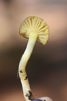 Hygrophorus hypothejus group? Growing near pines/mixed hardwoods in a field. Viscid cap and lower stipe. Slightly unpleasant odor (which confused me). Any ID help is much appreciated.
https://www.jungledragon.com/image/73227/hygrophorus_hypothejus_group.html
https://www.jungledragon.com/image/73225/hygrophorus_hypothejus_group.html Geotagged,Hygrophorus hypothejus,United States,Winter,Yellow Gilled Wax Cap