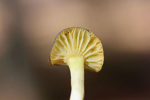 Hygrophorus hypothejus group? Growing near pines/mixed hardwoods in a field. Viscid cap and lower stipe. Slightly unpleasant odor (which confused me). Any ID help is much appreciated.
https://www.jungledragon.com/image/73225/hygrophorus_hypothejus_group.html
https://www.jungledragon.com/image/73226/hygrophorus_hypothejus_group.html Geotagged,Hygrophorus hypothejus,United States,Winter,Yellow Gilled Wax Cap
