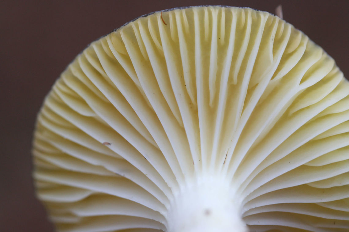 Hygrophorus hypothejus Habitat: Growing in moss and soil in a clearing at the edge of a primarily coniferous forest (with some hardwoods).<br />
<br />
Gill surface: decurrent, white to pale yellow, regularly spaced lammelulae<br />
<br />
Stipe: white, wet to slimy<br />
<br />
Pileus: planar to depressed (in center), golden brown with darker center, covered in a thick layer of slime (see closeups of photos)<br />
<br />
Spore print: white<br />
<br />
Odor: Indistinct to pleasant (flowery)<br />
<figure class="photo"><a href="https://www.jungledragon.com/image/73229/hygrophorus_hypothejus.html" title="Hygrophorus hypothejus"><img src="https://s3.amazonaws.com/media.jungledragon.com/images/3231/73229_thumb.jpg?AWSAccessKeyId=05GMT0V3GWVNE7GGM1R2&Expires=1767225610&Signature=%2BiVF827Dm7GDVV%2Fdb7F8S%2F8stzg%3D" width="200" height="134" alt="Hygrophorus hypothejus Habitat: Growing in moss and soil in a clearing at the edge of a primarily coniferous forest (with some hardwoods).<br />
<br />
Gill surface: decurrent, white to pale yellow, regularly spaced lammelulae<br />
<br />
Stipe: white, wet to slimy<br />
<br />
Pileus: planar to depressed (in center), golden brown with darker center, covered in a thick layer of slime (see closeups of photos)<br />
<br />
Spore print: white<br />
<br />
Odor: Indistinct to pleasant (flowery)<br />
https://www.jungledragon.com/image/73228/hygrophorus_hypothejus.html Geotagged,Hygrophorus hypothejus,United States,Winter,Yellow Gilled Wax Cap" /></a></figure> Geotagged,Hygrophorus hypothejus,United States,Winter,Yellow Gilled Wax Cap