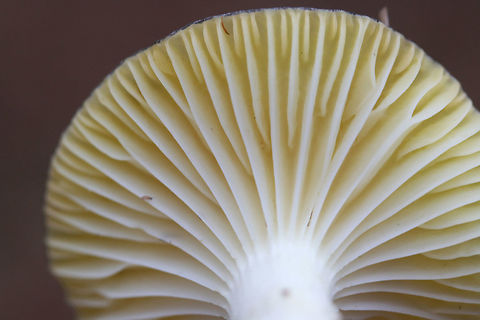 Hygrophorus hypothejus Habitat: Growing in moss and soil in a clearing at the edge of a primarily coniferous forest (with some hardwoods).

Gill surface: decurrent, white to pale yellow, regularly spaced lammelulae

Stipe: white, wet to slimy

Pileus: planar to depressed (in center), golden brown with darker center, covered in a thick layer of slime (see closeups of photos)

Spore print: white

Odor: Indistinct to pleasant (flowery)
https://www.jungledragon.com/image/73229/hygrophorus_hypothejus.html Geotagged,Hygrophorus hypothejus,United States,Winter,Yellow Gilled Wax Cap