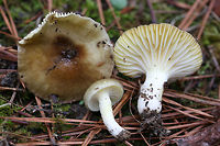Hygrophorus hypothejus Habitat: Growing in moss and soil in a clearing at the edge of a primarily coniferous forest (with some hardwoods).<br />
<br />
Gill surface: decurrent, white to pale yellow, regularly spaced lammelulae<br />
<br />
Stipe: white, wet to slimy<br />
<br />
Pileus: planar to depressed (in center), golden brown with darker center, covered in a thick layer of slime (see closeups of photos)<br />
<br />
Spore print: white<br />
<br />
Odor: Indistinct to pleasant (flowery)<br />
https://www.jungledragon.com/image/73228/hygrophorus_hypothejus.html Geotagged,Hygrophorus hypothejus,United States,Winter,Yellow Gilled Wax Cap