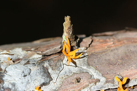 Forked Staghorn Fungus (Calocera furcata)? ID TENTATIVE. Could be C. cornea, but I've never heard of it growing on conifer.

Growing on a rotting pine log in a mixed forest. Calocera cornea,Calocera furcata,Geotagged,United States,Winter