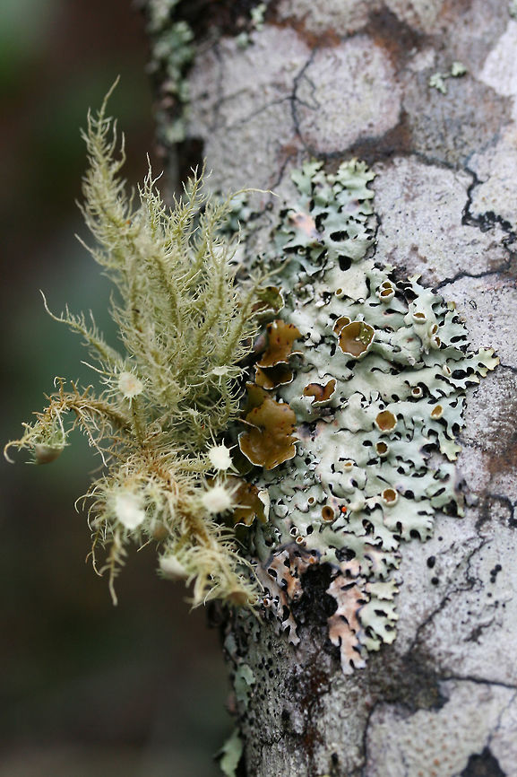 Hypotrachyna livida (right) and Usnea strigosa group (left) Growing on a fallen hardwood branch alongside Usnea strigosa group.   Geotagged,Hypotrachyna livida,United States,Usnea strigosa,Winter,lichen,lichens