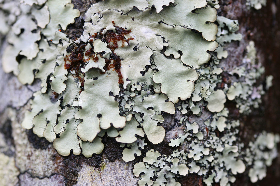 Parmotrema reticulatum Growing on a hardwood branch (alongside other lichens). Brownish/black underside. Geotagged,Parmotrema reticulatum,United States,Winter,lichen,lichens