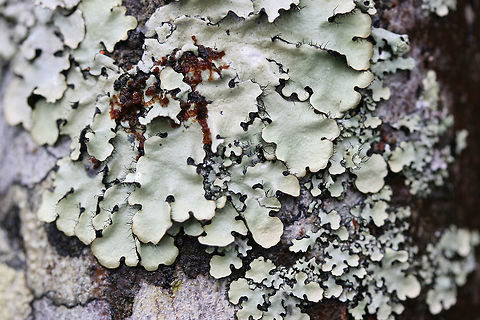 Parmotrema reticulatum Growing on a hardwood branch (alongside other lichens). Brownish/black underside. Geotagged,Parmotrema reticulatum,United States,Winter,lichen,lichens
