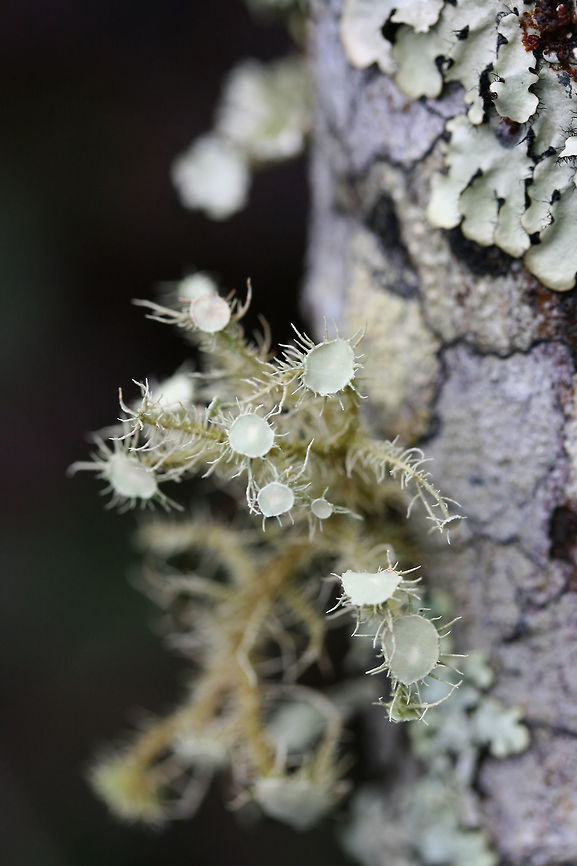 Bushy Beard Lichen (Usnea strigosa group) Growing on a hardwood branch. Bushy Beard Lichen,Geotagged,United States,Usnea strigosa,Winter,lichen,lichens