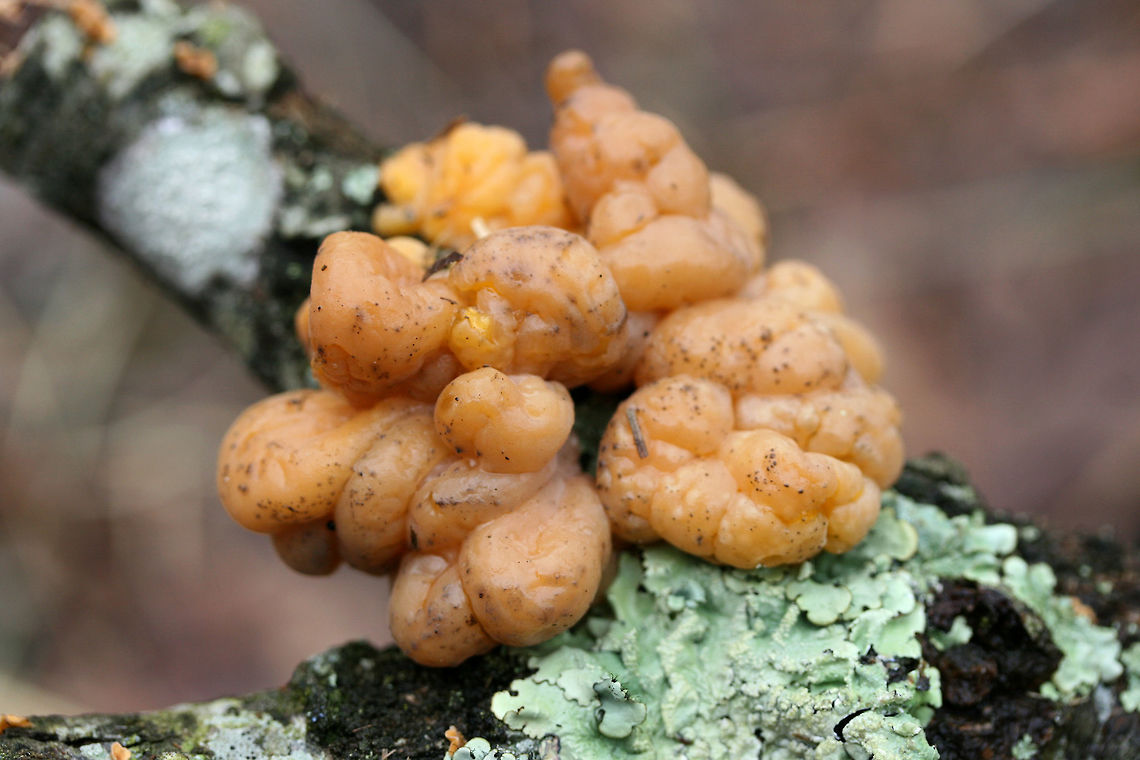 Naematelia sp. Globular (lumpy) structures growing on a hardwood branch alongside Stereum sp. Texture is firm to slightly gelatinous. Interior is white.<br />
<br />
<figure class="photo"><a href="https://www.jungledragon.com/image/73339/naematelia_sp.html" title="Naematelia sp."><img src="https://s3.amazonaws.com/media.jungledragon.com/images/3231/73339_thumb.jpg?AWSAccessKeyId=05GMT0V3GWVNE7GGM1R2&Expires=1770854410&Signature=KYXDVuueUaWFJwA9uYUz39fgYgc%3D" width="200" height="134" alt="Naematelia sp. Globular (lumpy) structures growing on a hardwood branch alongside Stereum sp. Texture is firm to slightly gelatinous. Interior is white.<br />
<br />
https://www.jungledragon.com/image/73338/unknown_jelly_fungus.html Geotagged,Tremella encephala,United States,Winter" /></a></figure> Geotagged,Tremella encephala,United States,Winter