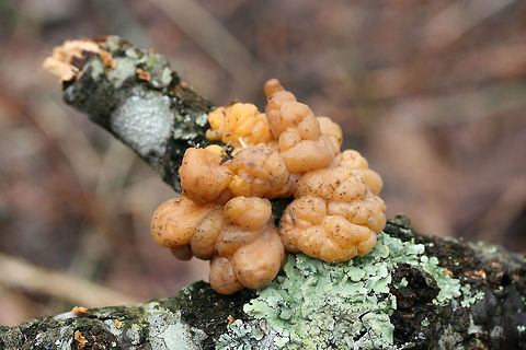 Naematelia sp. Globular (lumpy) structures growing on a hardwood branch alongside Stereum sp. Texture is firm to slightly gelatinous. Interior is white.

https://www.jungledragon.com/image/73338/unknown_jelly_fungus.html Geotagged,Tremella encephala,United States,Winter
