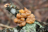 Naematelia sp. Globular (lumpy) structures growing on a hardwood branch alongside Stereum sp. Texture is firm to slightly gelatinous. Interior is white.<br />
<br />
https://www.jungledragon.com/image/73338/unknown_jelly_fungus.html Geotagged,Tremella encephala,United States,Winter