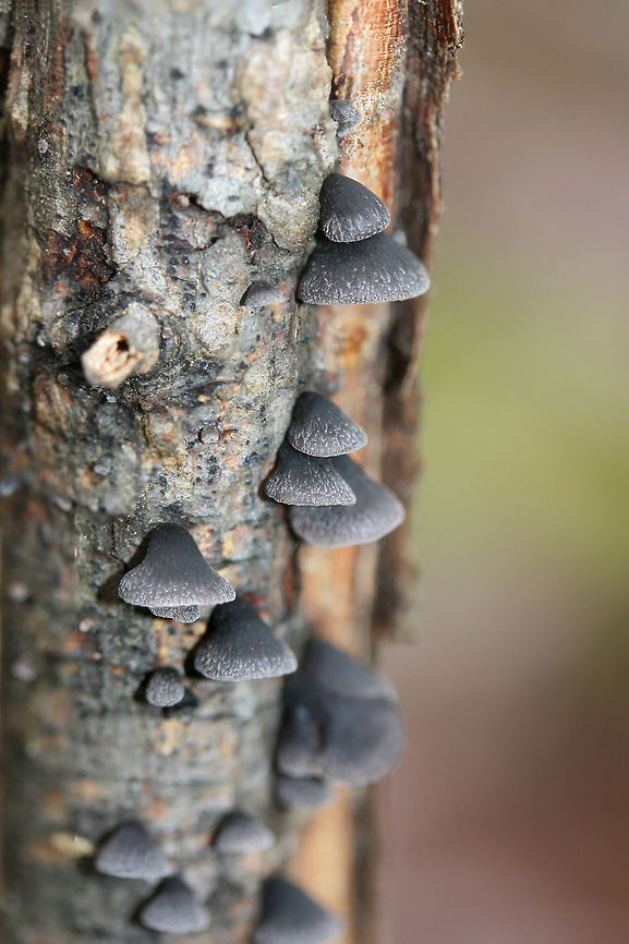 Smoked Oysterling (Resupinatus applicatus) Fungi with slightly fuzzy, black/gray caps growing on a hardwood branch. Geotagged,Resupinatus applicatus,United States,Winter