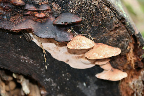 Rosy Conk (Rhodofomes cajanderi) Growing on a conifer log on a woodland trail. Geotagged,Polyporaceae,Rhodofomes cajanderi,Rosy Conk,United States,Winter,bracket fungus,fungi,fungus,mushroom,mushrooms,polypore,polypores,shelf fungus,shelf mushroom