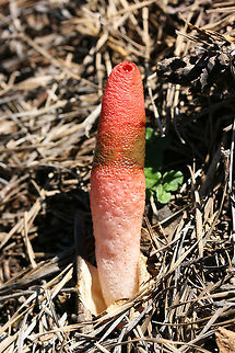 Elegant Stinkhorn (Mutinus elegans) Growing in a garden plot (garlic) in NE Alabama.
https://www.jungledragon.com/image/73402/elegant_stinkhorn_mutinus_elegans.html Devil's Dipstick,Geotagged,Mutinus elegans,United States,Winter